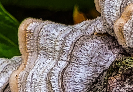 Flora